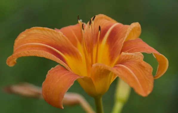 Picture macro, background, petals, stamens, Daylilies