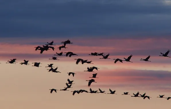 Picture animals, the sky, clouds, landscape, sunset, nature, glow, flight