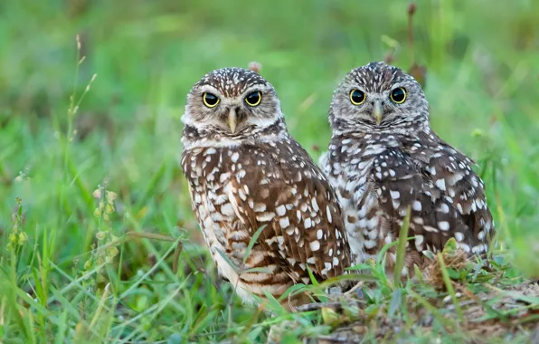 Birds, owls, a couple
