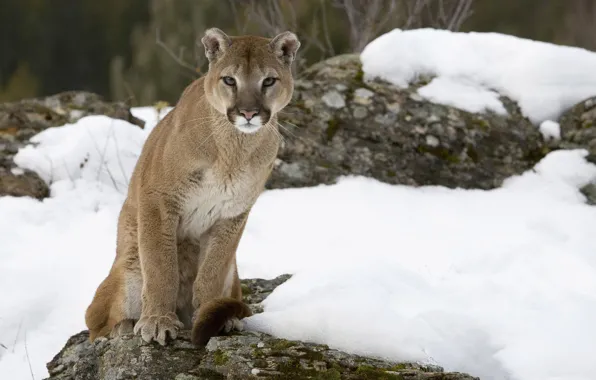 Cat, snow, stone, Puma, mountain lion, Cougar