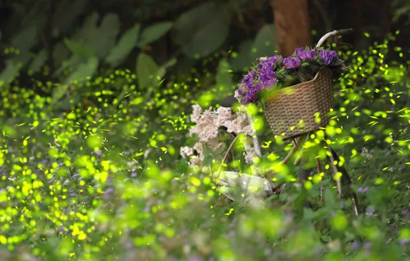 Picture greens, purple, summer, flowers, bike, Park, thickets, glade