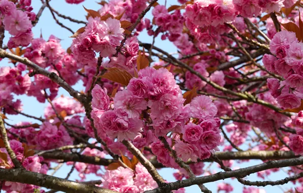 Flowers, branches, spring, Sakura, flowering, a lot