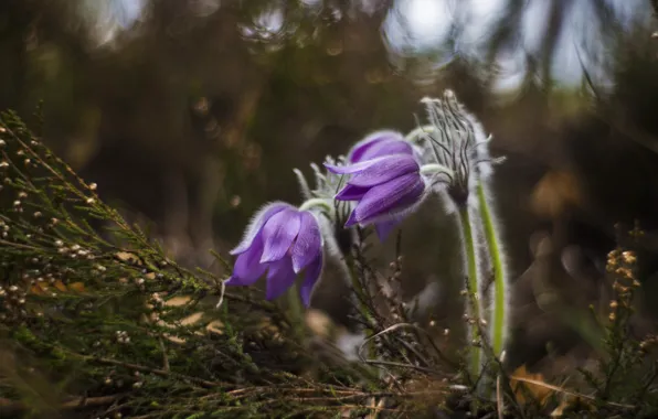 Sleep-grass, cross, anemone