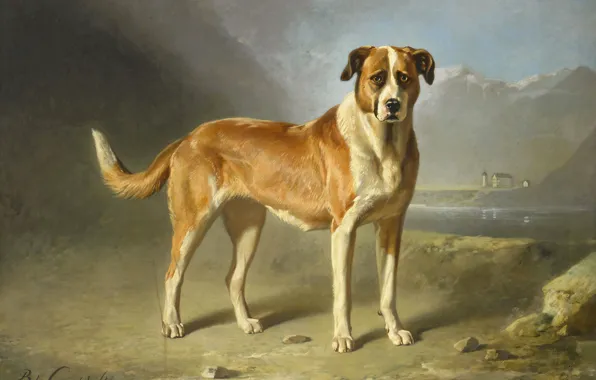 Animals, oil, dog, picture, St. Bernard, Bernard Gent