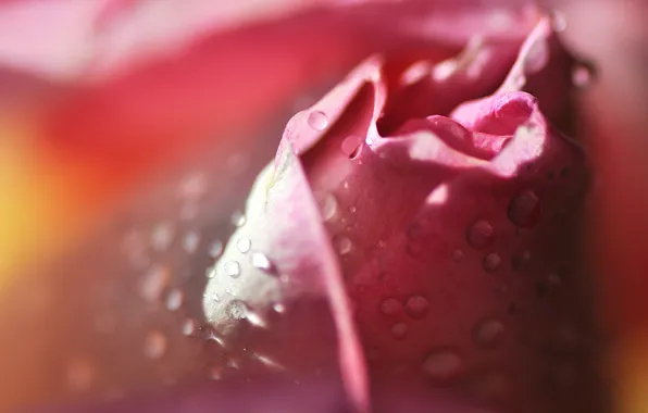 Flower, drops, pink, rose, petals