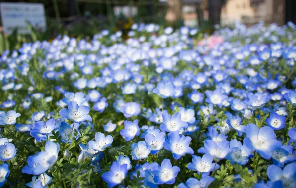 Picture flowers, blue, flowerbed, a lot