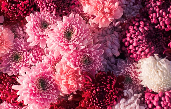 Mind The Gap Chrysanthemums - Free Next Day Delivery | Designer Wallpapers ™