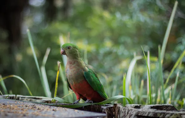 Green, bird, parrot, wild, the royal parrot