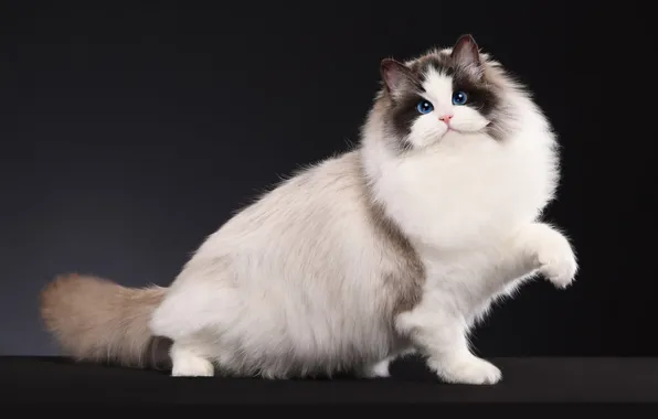 Cat, white, cat, look, pose, the dark background, fluffy, blue eyes