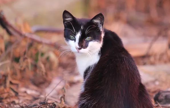 Cat, look, bokeh