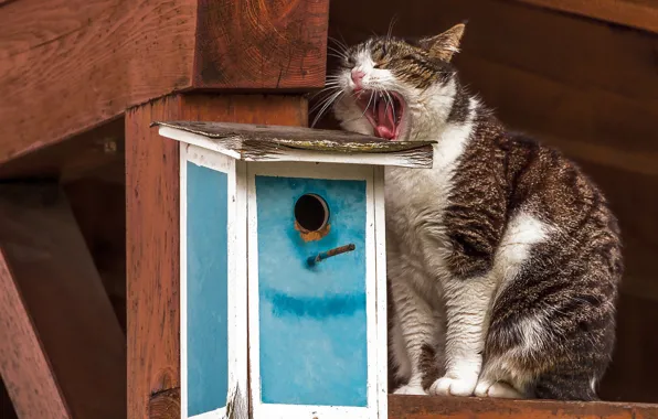 Picture cat, cat, birdhouse, waiting, yawns, yawn