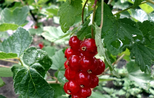Summer, red currant, July