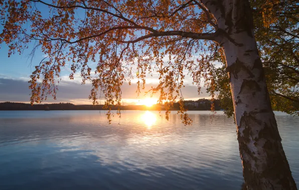 Picture autumn, sunset, branches, lake, tree, birch, Finland, Finland