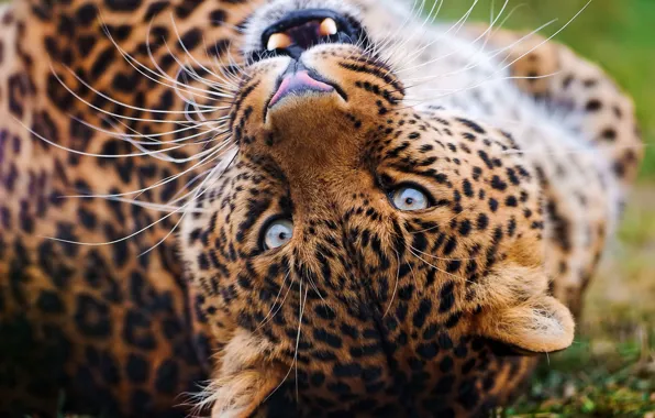 Mustache, look, face, leopard, grin, plays, leopard