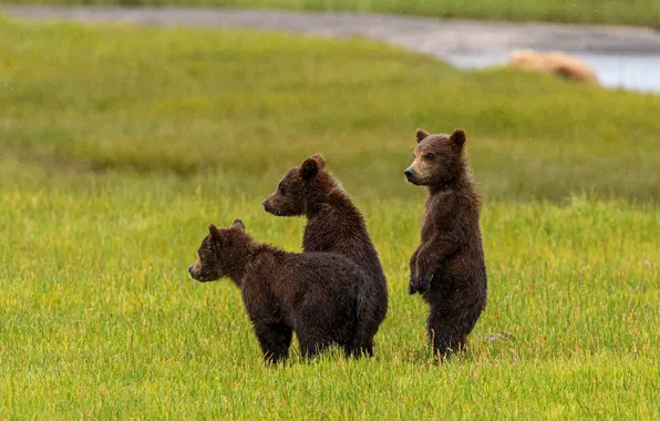 Picture glade, bear, bear, trio, three bear