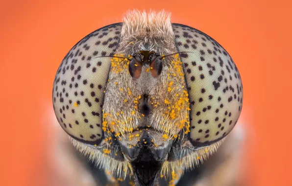 Picture macro, fly, background