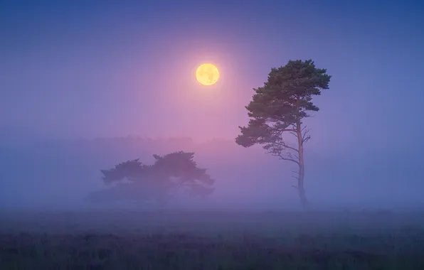 Picture trees, fog, the moon, morning, pine, Netherlands, the full moon