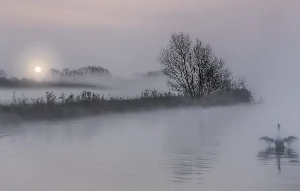 Picture night, fog, lake, Swan