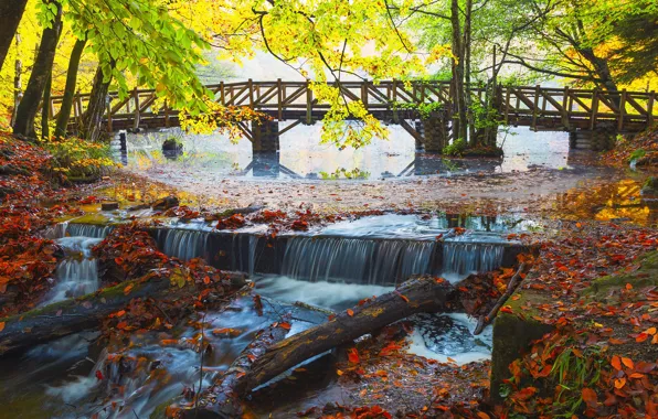 Autumn, leaves, trees, branches, bridge, nature, fog, for