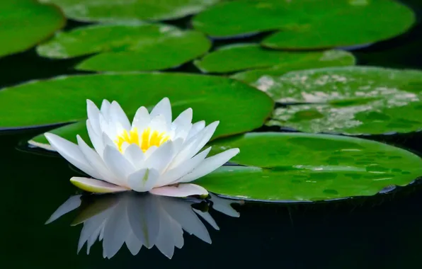 Flowers, pond, Lotus, water Lily