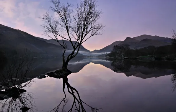 Mountains, lake, tree, Wales, Snowdonia