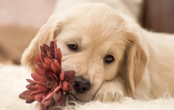 Flower, dog, puppy