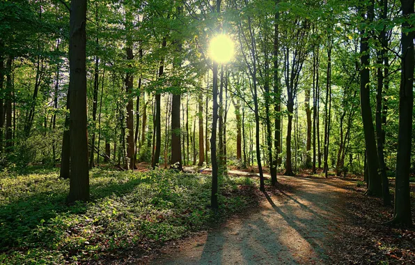 Forest, the sun, light, trail