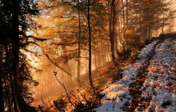 Picture autumn, forest, nature, morning