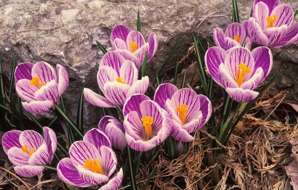 Picture spring, crocuses, primroses