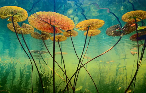 Picture water, algae, plants, depth, underwater world