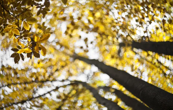 Picture autumn, bokeh, fall, swirling, forecast for gold