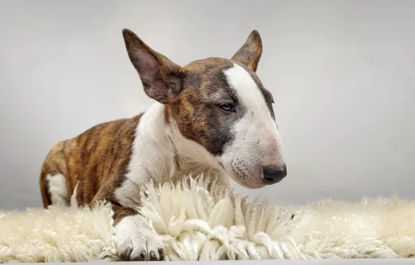 Picture each, dog, bull Terrier