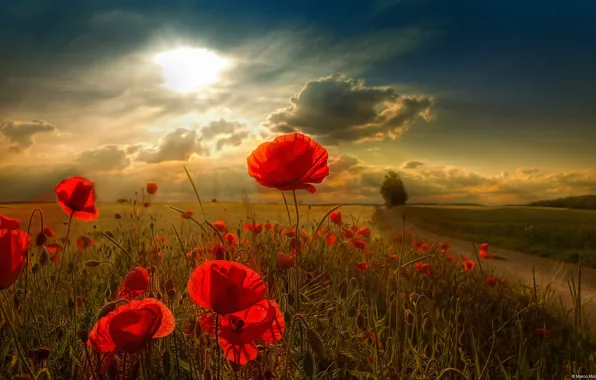 The sun, clouds, Flowers