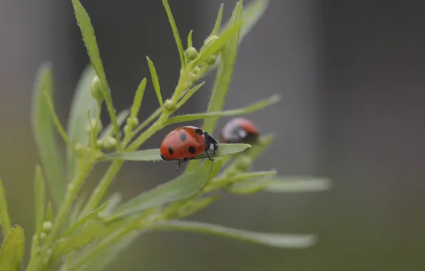 Macro, nature, ladybug, bokeh