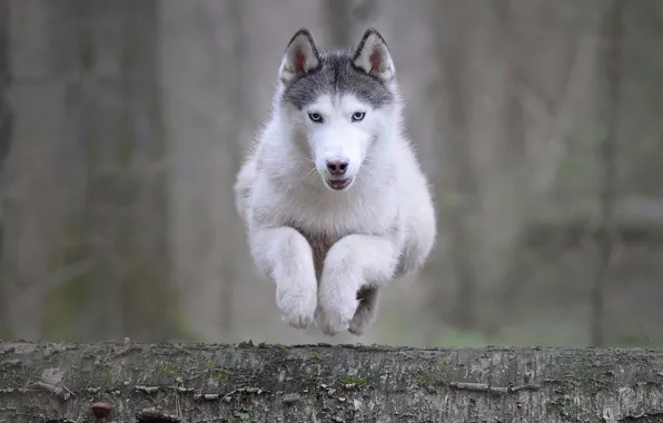 Animal, jump, dog, log, husky, dog, Maria Anapolsky