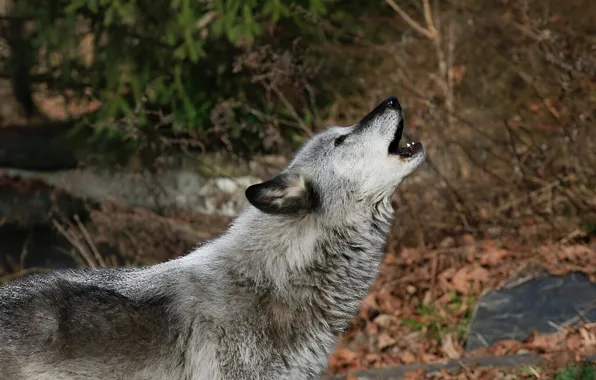 Nature, face, animal, wolf, wildlife, head, fur, mammal