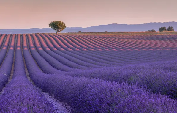 Field, tree, France, France, lavender, Valensole, Valensole