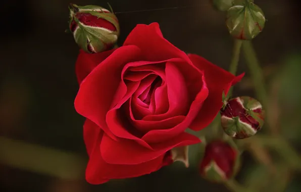 Picture Bokeh, Bokeh, Red rose, Red rose