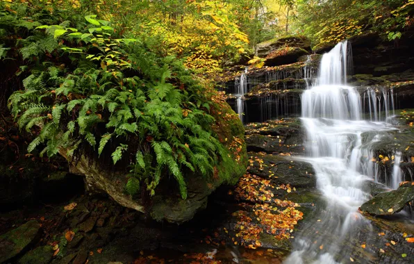 Autumn, forest, waterfall, PA, fern, cascade, Pennsylvania, Ricketts Glen State Park