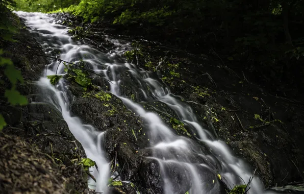 Water, squirt, stream, leaves, grass, brook