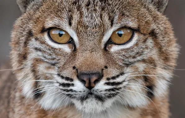Look, face, background, portrait, lynx, wild cat, young, a small lynx