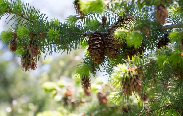 Picture branches, spruce, bumps