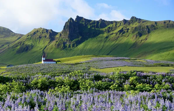 Picture flowers, mountains, village, Church, Iceland, Vika, lupins