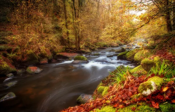 Autumn, forest, leaves, river, pond