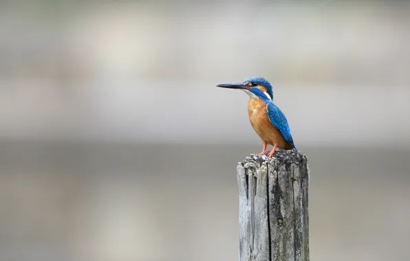Animals, bird, animals, bird, Kingfisher, kingfisher