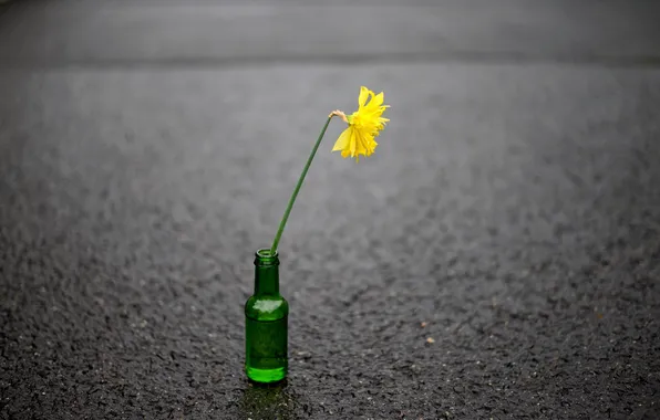 Flowers, street, bottle