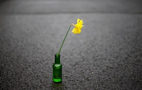 Flower, street, bottle