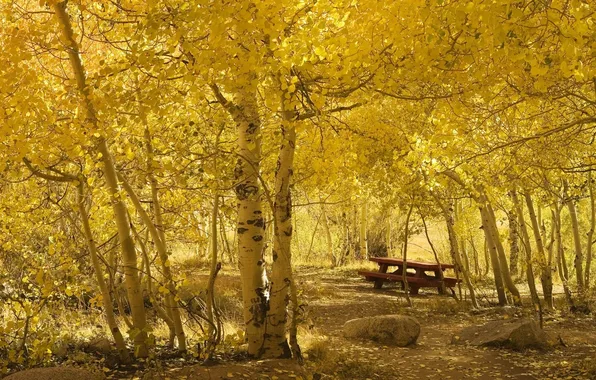 Picture autumn, stones, foliage, yellow, woods, birch, the sun-drenched
