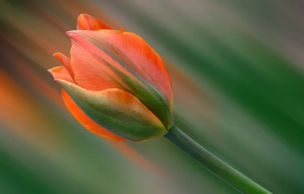 Picture macro, Tulip, petals, stem