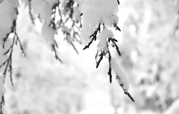 Picture winter, snow, branch